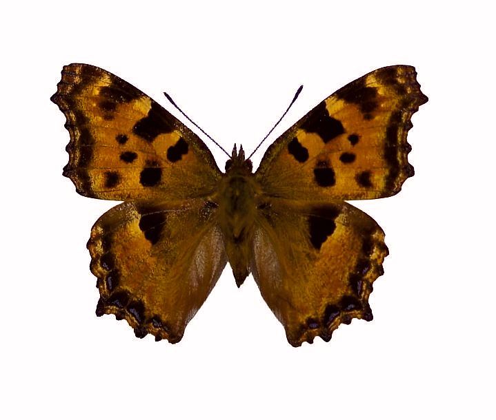 Foto des Schmetterlings