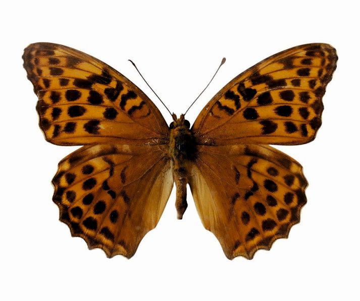 Foto des Schmetterlings