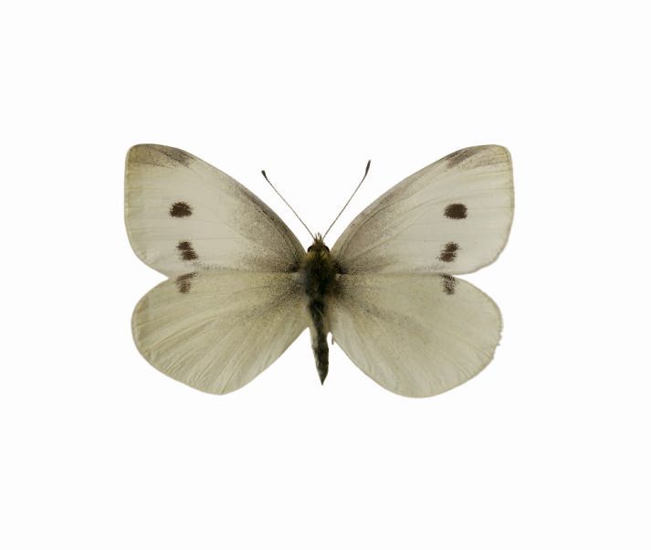Foto des Schmetterlings