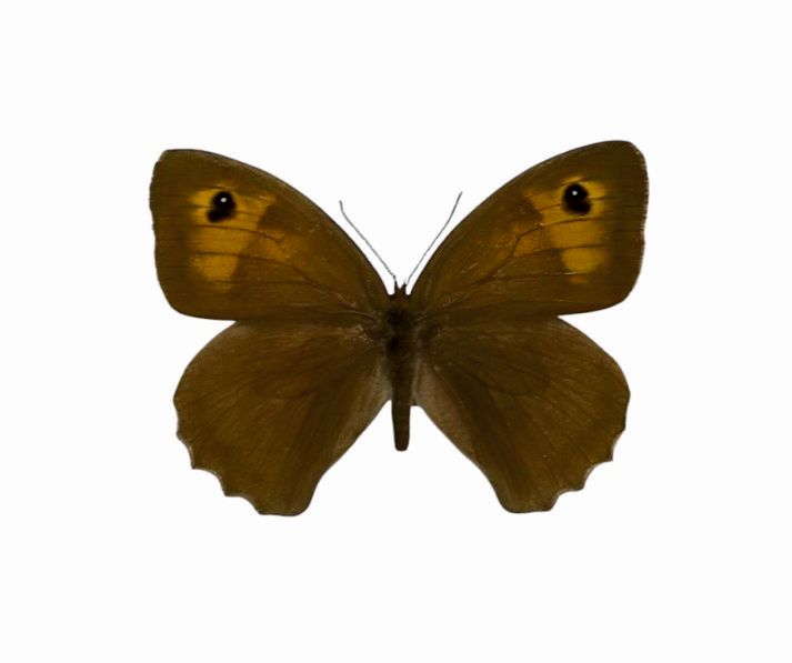 Foto des Schmetterlings