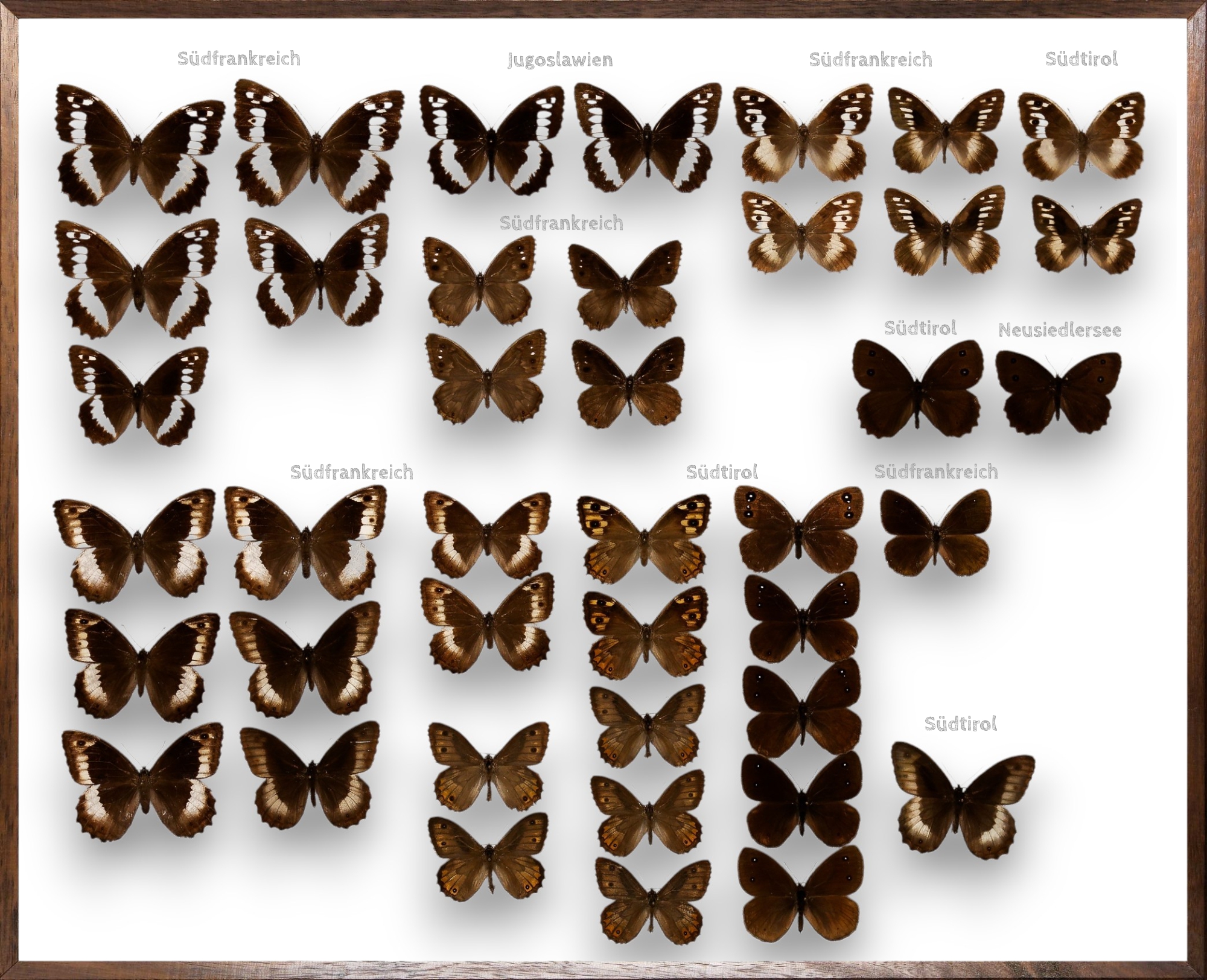 Foto des Schmetterlings