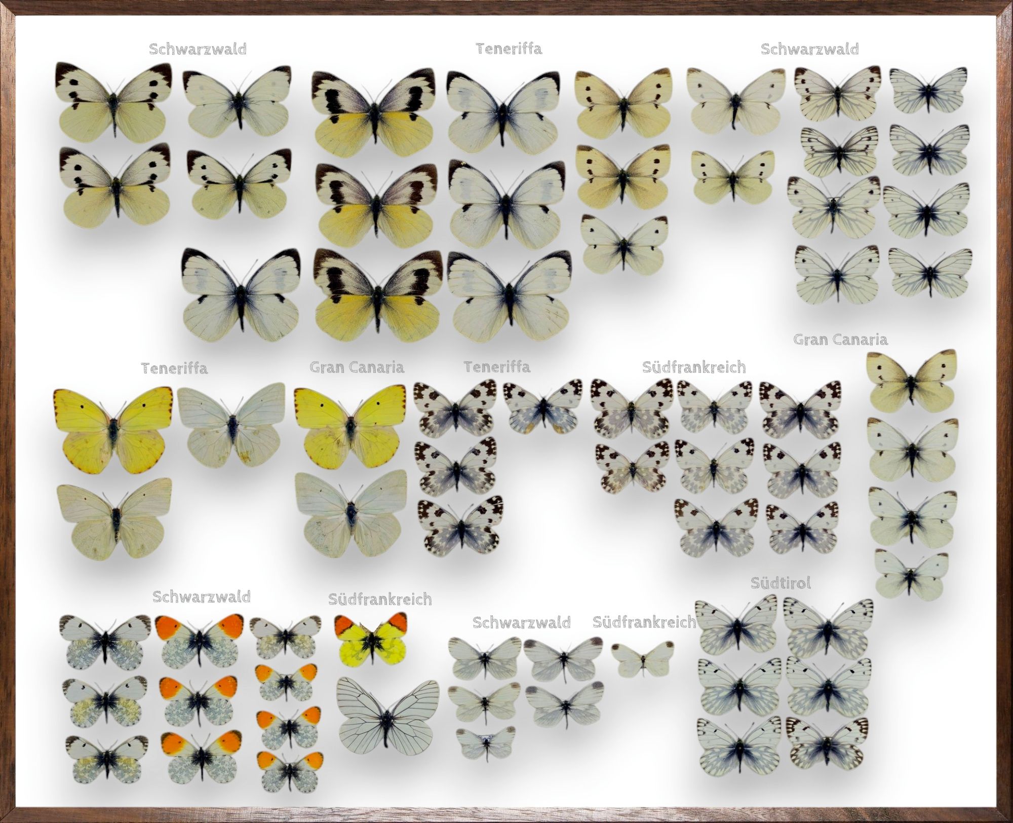 Foto des Schmetterlings
