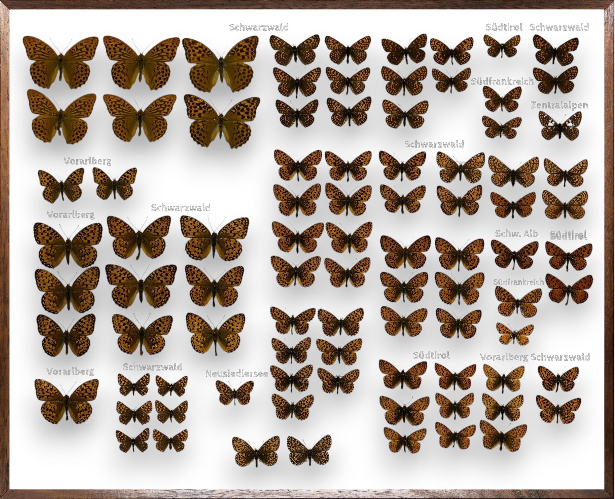 Foto des Schmetterlings