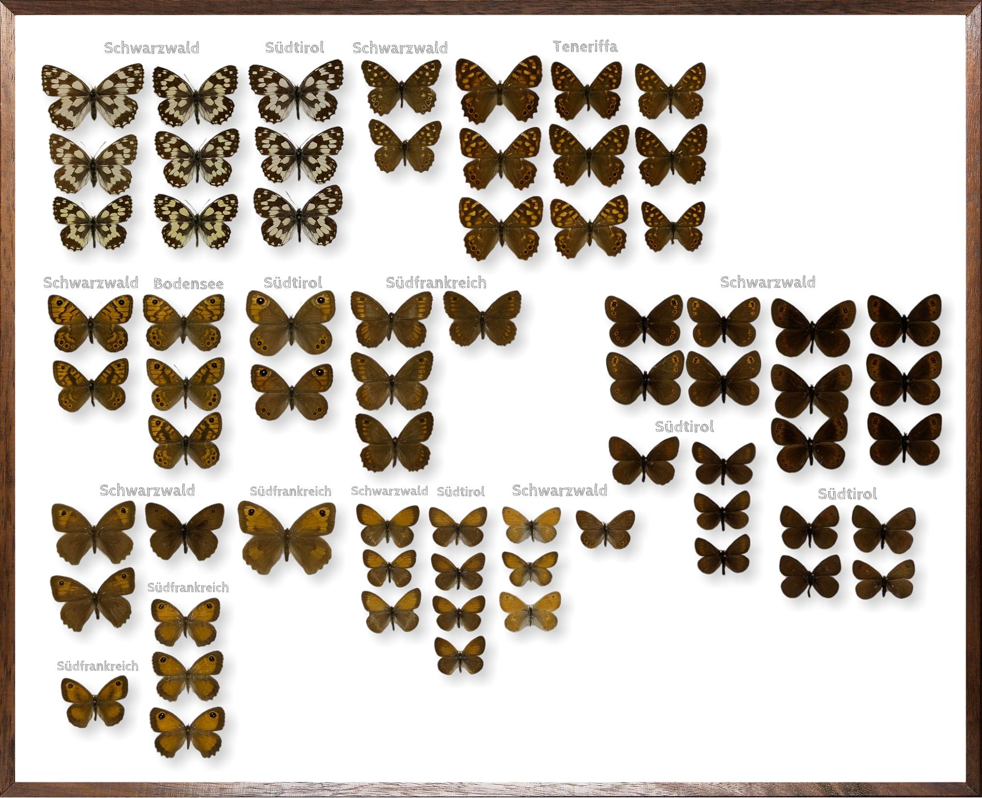 Foto des Schmetterlings