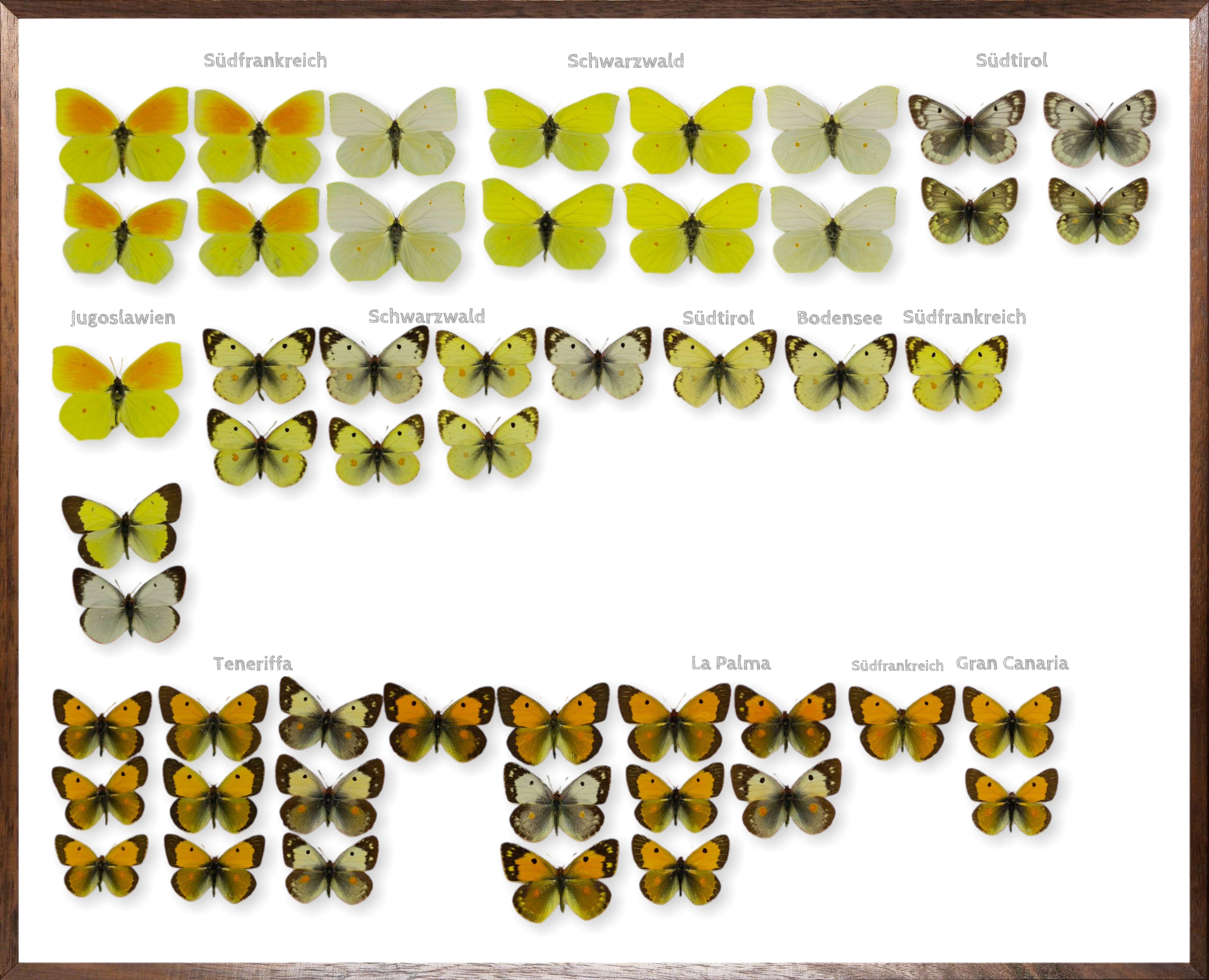 Foto des Schmetterlings
