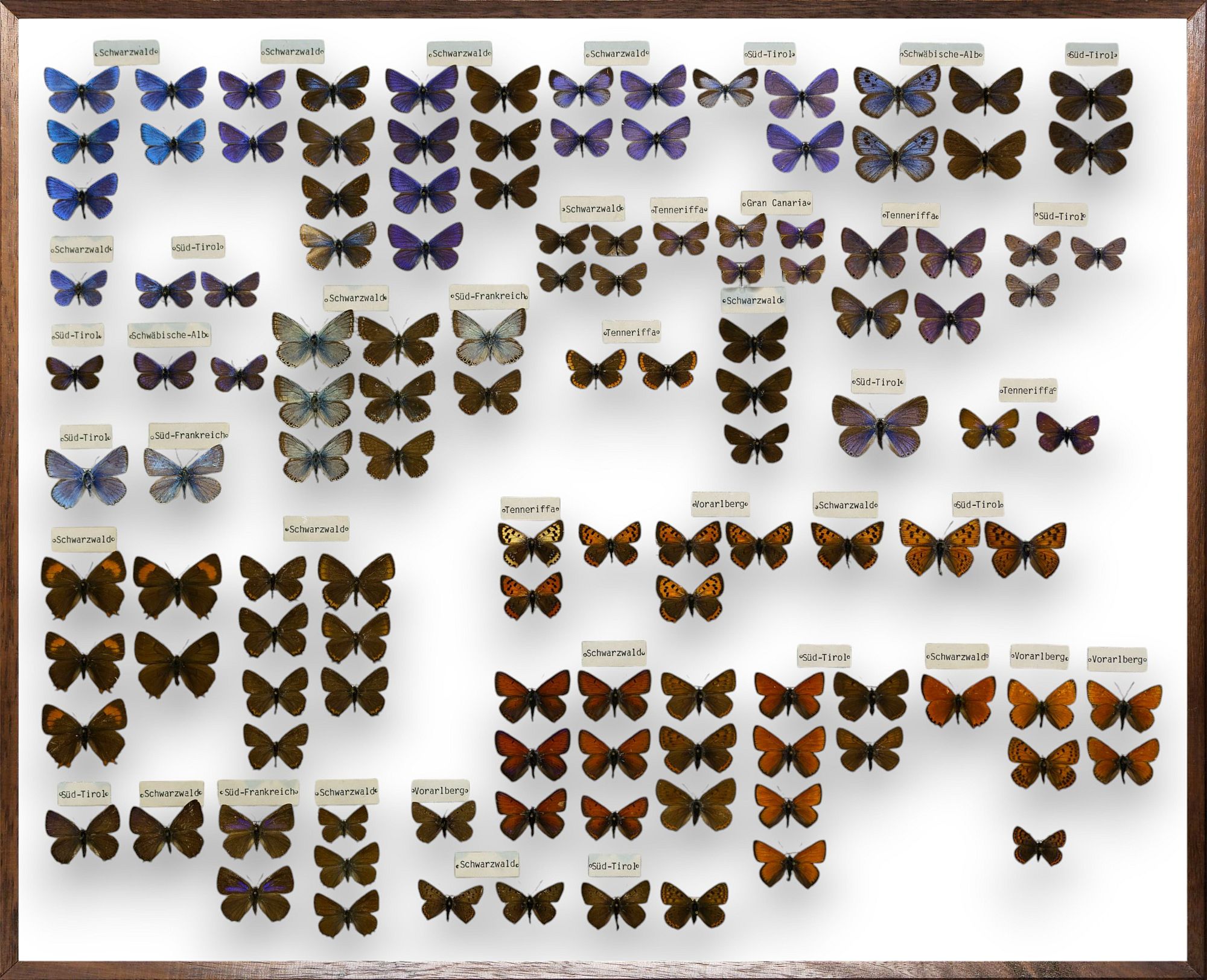 Foto des Schmetterlings