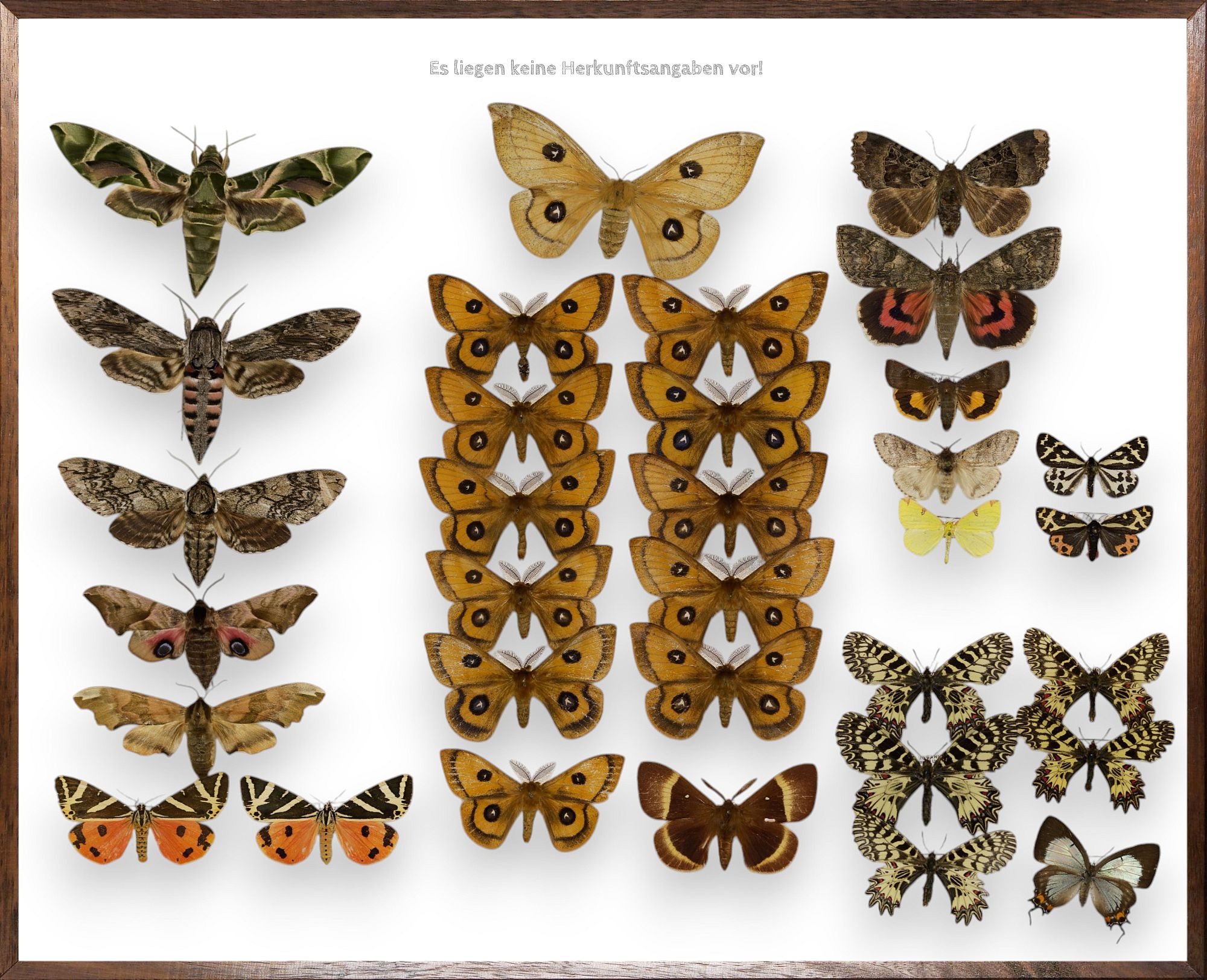Foto des Schmetterlings