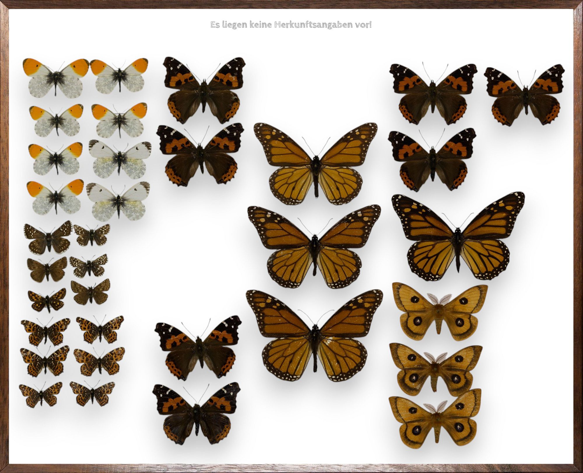 Foto des Schmetterlings