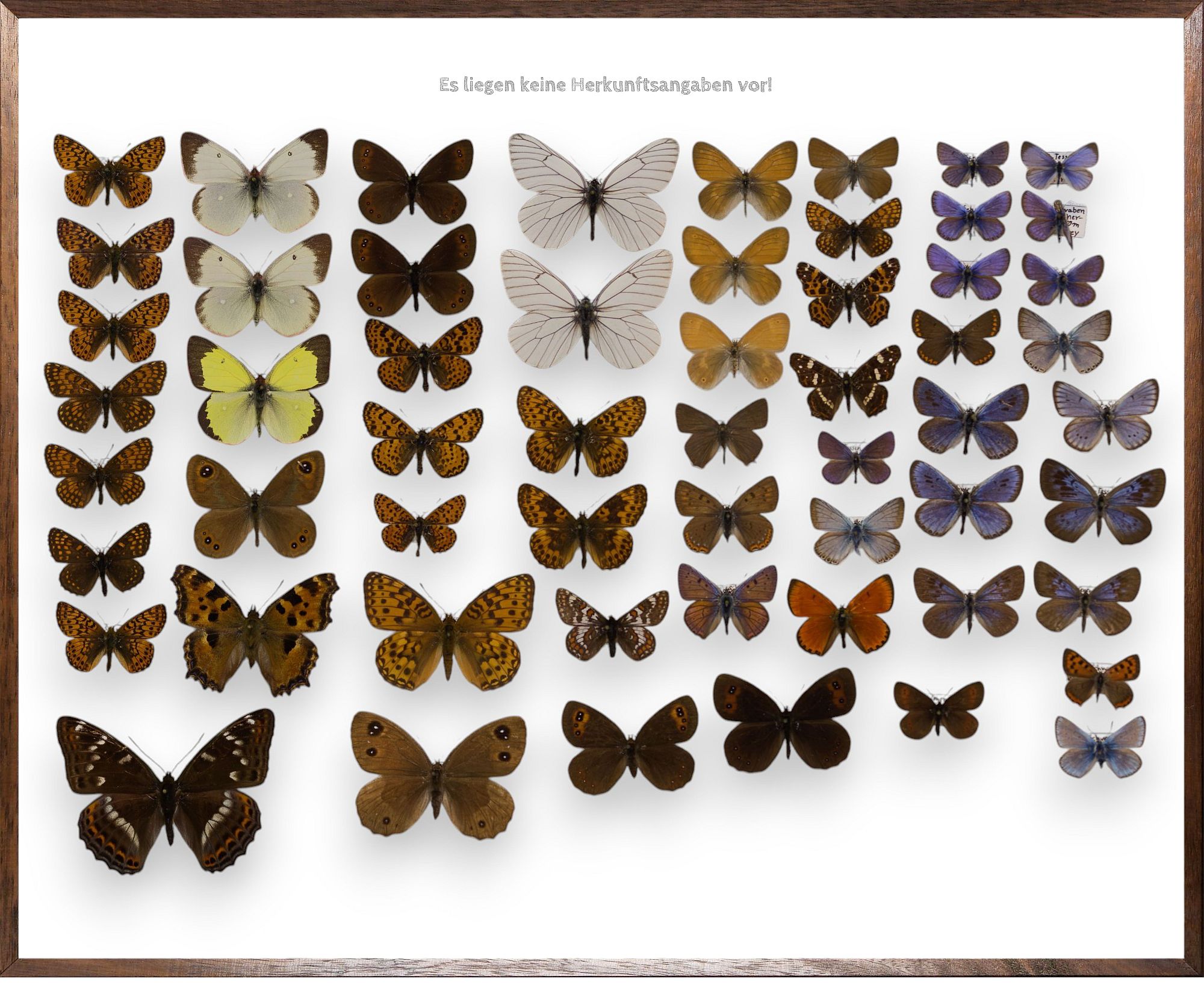 Foto des Schmetterlings