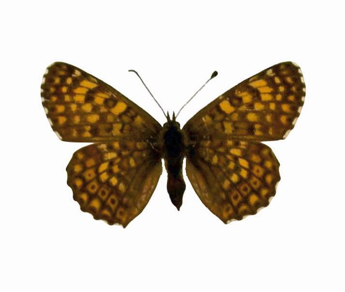 Foto des Schmetterlings