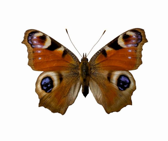 Foto des Schmetterlings