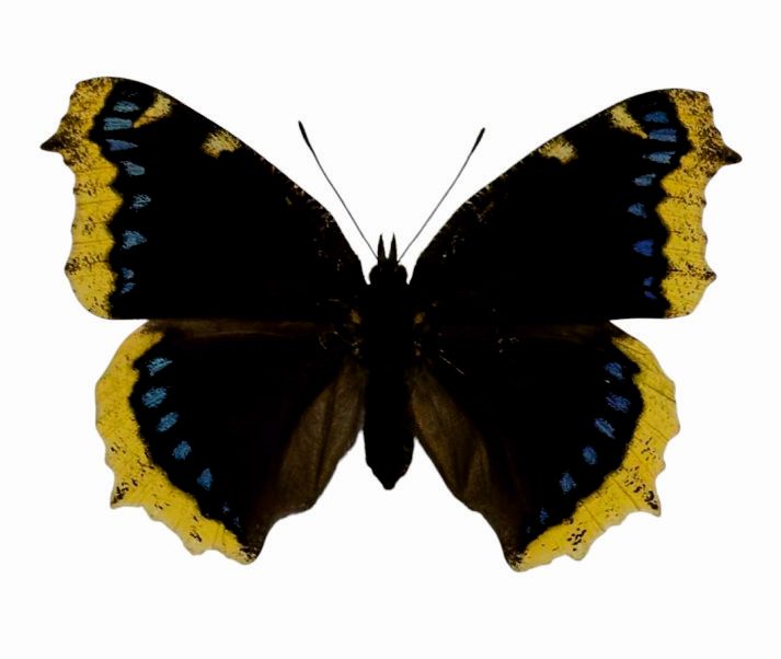 Foto des Schmetterlings