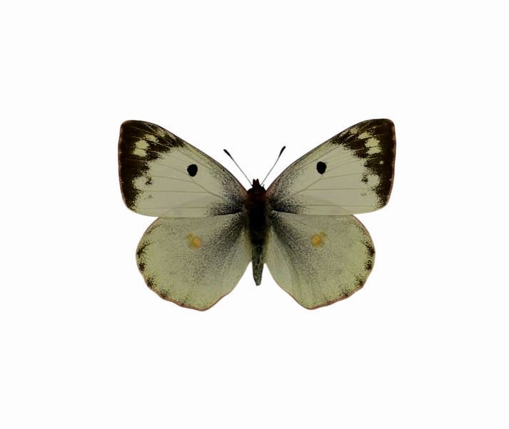 Foto des Schmetterlings
